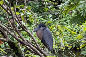 Tortuguero: English Tours - Canoe Tour in Tortuguero National Park