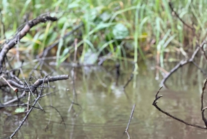 Tortuguero: English Tours - Canoe Tour in Tortuguero National Park