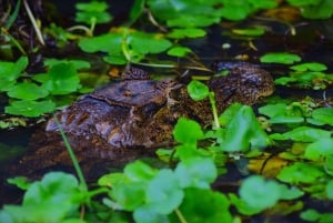Tortuguero: Excursión guiada en canoa 'Una experiencia inolvidable'