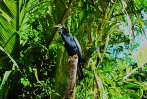Tortuguero: Excursión guiada en canoa 'Una experiencia inolvidable'