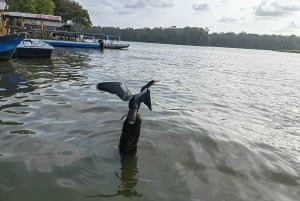 Tortuguero: Excursión guiada en canoa 'Una experiencia inolvidable'
