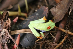 Tortuguero: wędrówka szlakiem Cerro Tortuguero