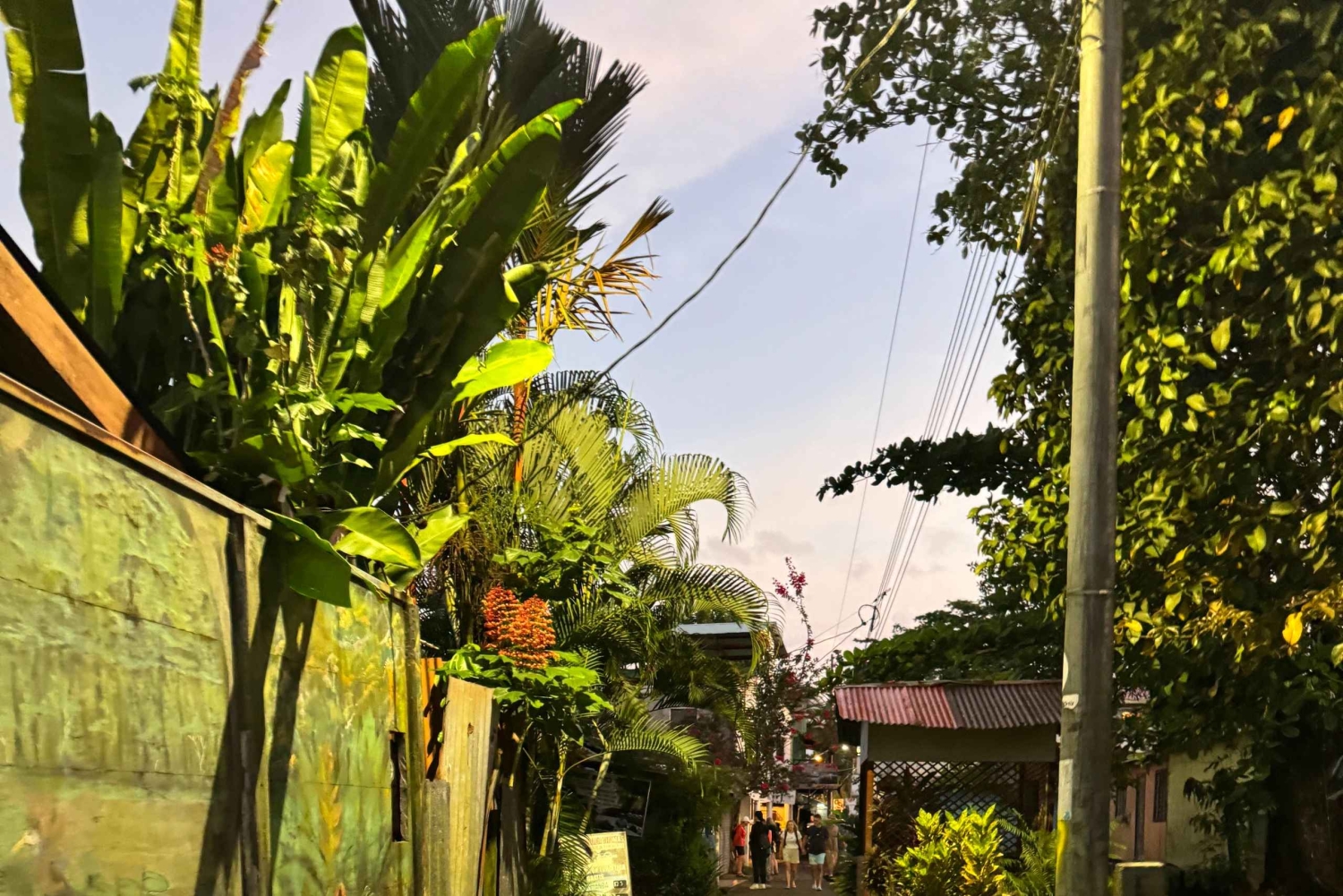 Tortuguero: History, culture, and a nature walk to discover the wildlife