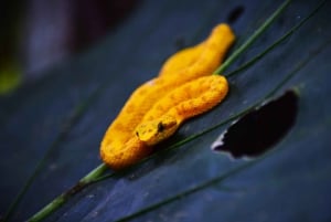 Tortuguero: Jaguar Trail Guided Hike 'Feel the Rainforest'