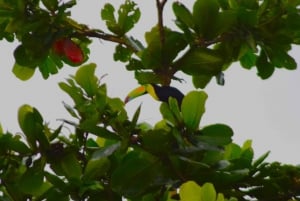 Tortuguero: Jaguar Trail Guided Hike 'Feel the Rainforest'