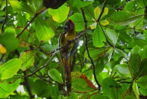 Tortuguero: Jaguar Trail Guided Hike 'Feel the Rainforest'