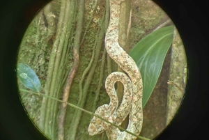 Tortuguero: Escursione guidata sul Sentiero del Giaguaro 'Senti la Foresta Pluviale