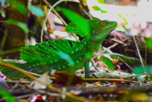 Tortuguero: Escursione guidata sul Sentiero del Giaguaro 'Senti la Foresta Pluviale