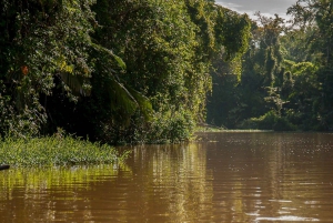 Tortuguero: Kajakkeventyr gjennom regnskogens kanaler.