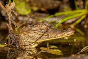 Tortuguero: Kajakkeventyr gjennom regnskogens kanaler.