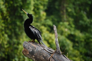 Tortuguero: Kayak adventure through the rainforest canals.