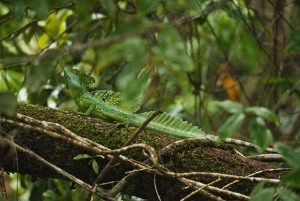 Tortuguero: Kayak adventure through the rainforest canals.