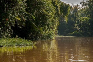 Tortuguero: Kayak adventure through the rainforest canals.