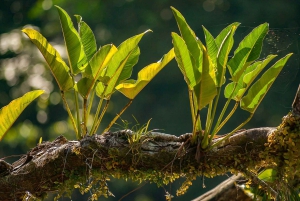 Tortuguero: Kayak adventure through the rainforest canals.
