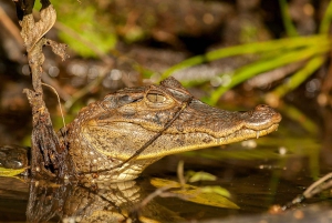 Tortuguero: Kayak adventure through the rainforest canals.