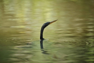 Tortuguero: Kajakowa przygoda przez kanały lasu deszczowego.