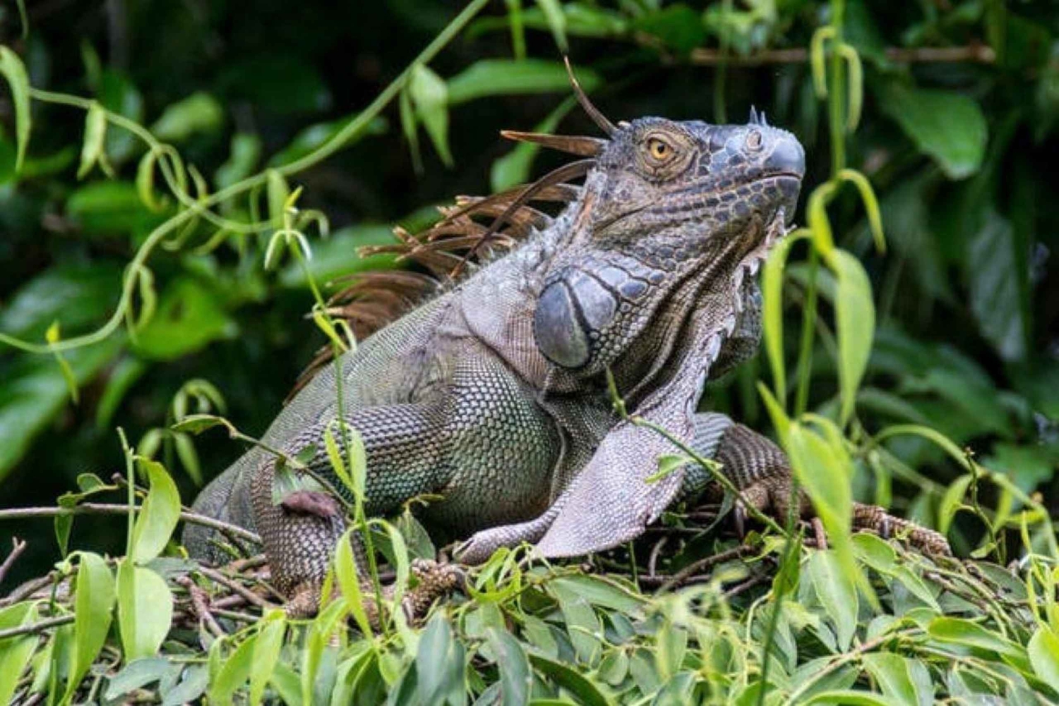Tortuguero: La Fortuna transfer med båt och djurliv