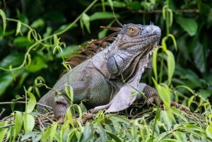 Tortuguero: La Fortuna transfer med båt och djurliv