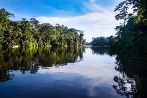 Tortuguero: La Fortuna transfer med båt och djurliv
