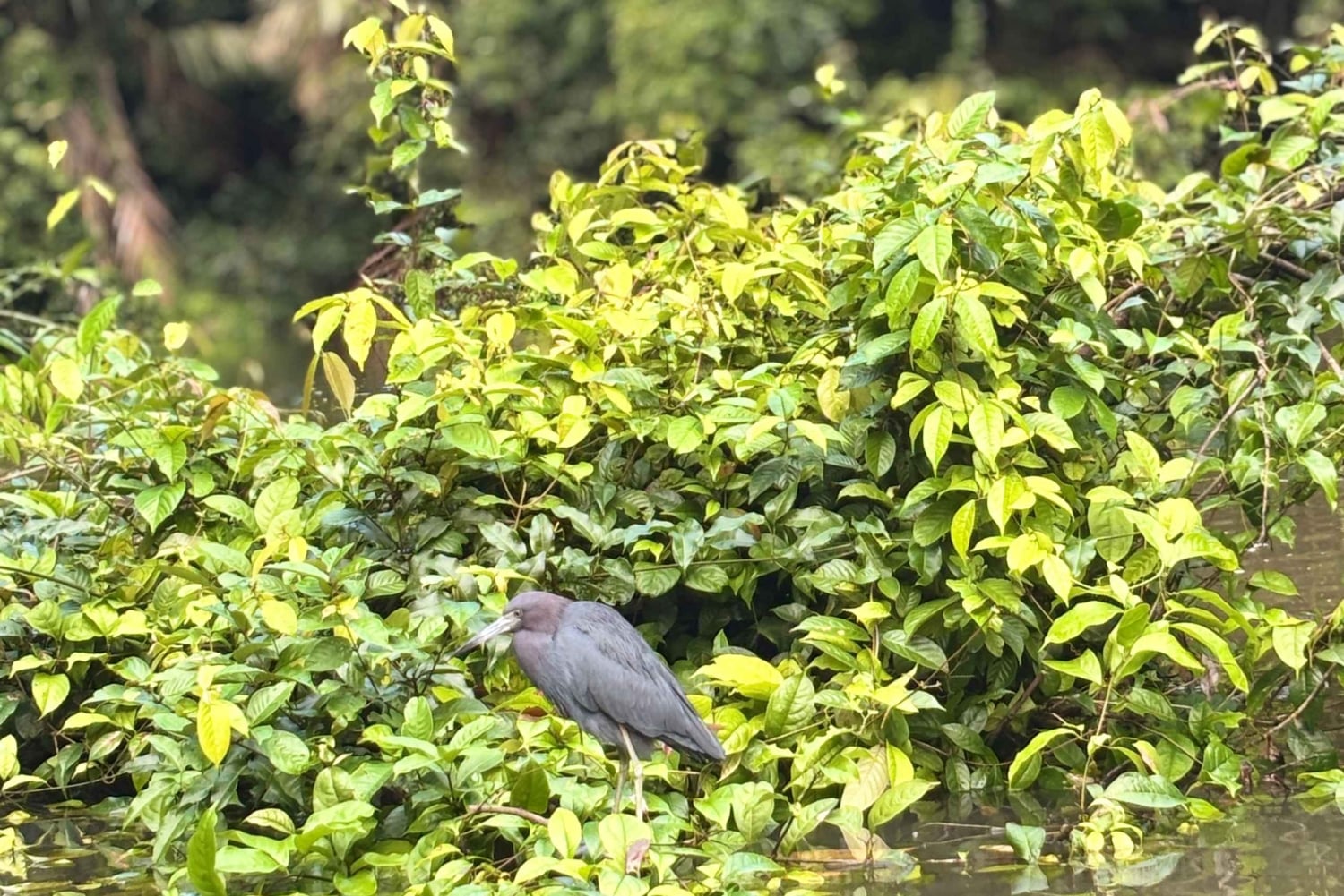 Tortuguero: Mystische Kajaktour im Nationalpark