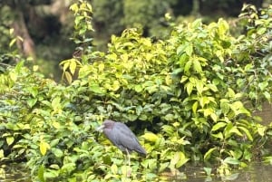 Tortuguero: Mystische Kajaktour im Nationalpark