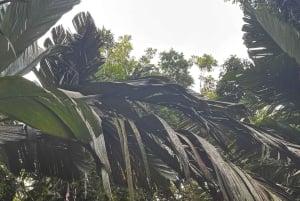 Tortuguero: Mystische Kajaktour im Nationalpark