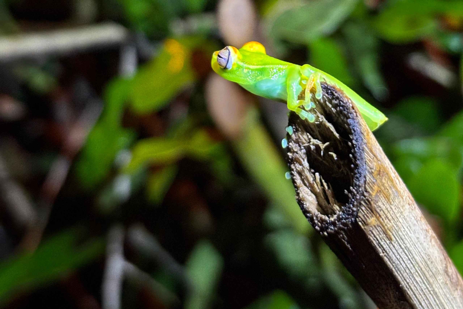 Mystieke nachtelijke regenwoudervaring in Tortuguero