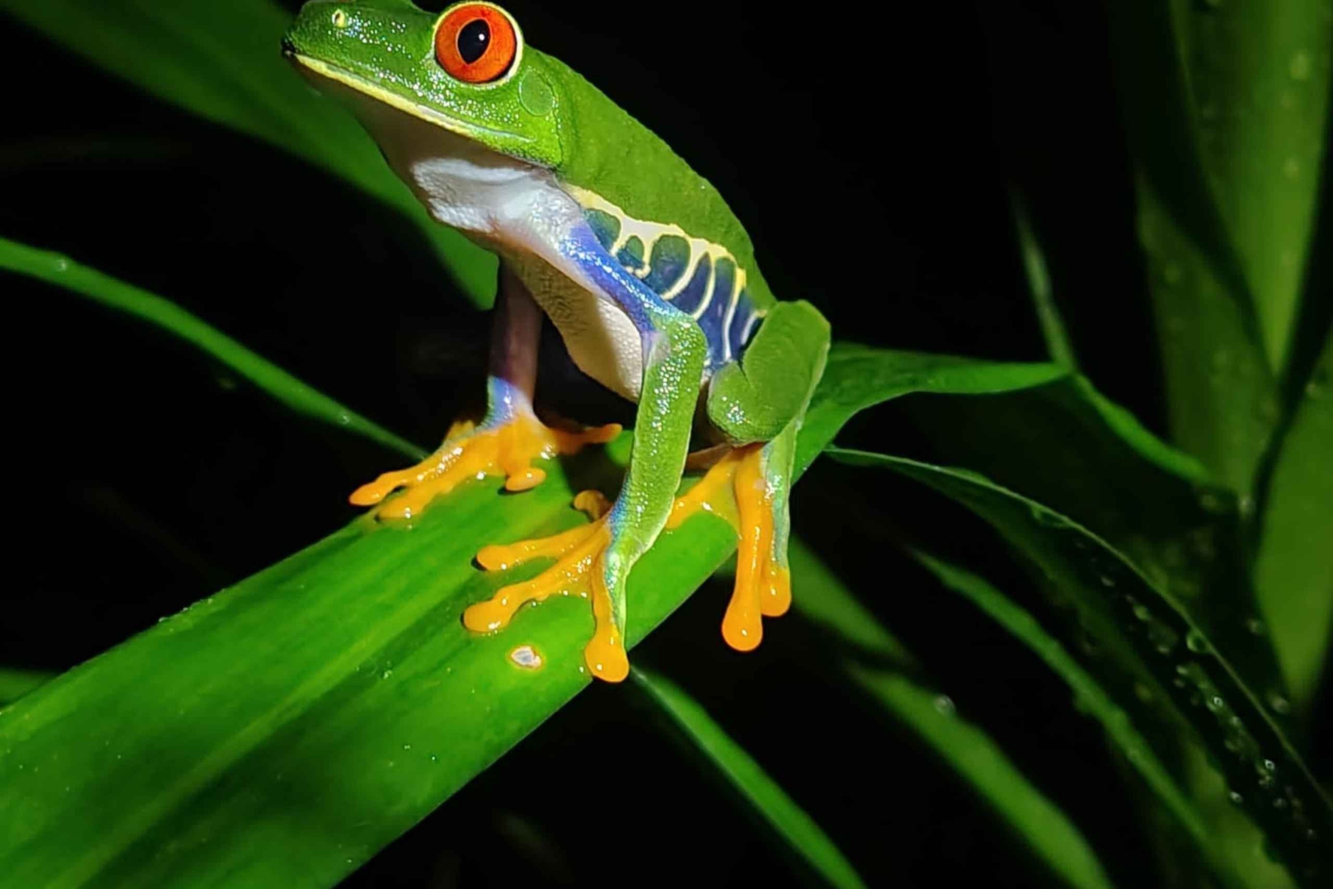 Mystieke nachtelijke regenwoudervaring in Tortuguero