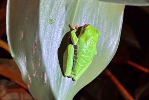 Expérience nocturne mystique dans la forêt tropicale de Tortuguero