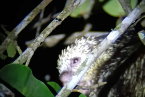 Mystieke nachtelijke regenwoudervaring in Tortuguero