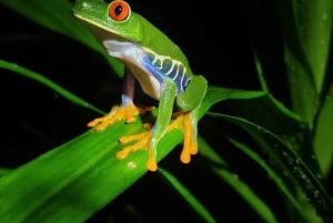 Mystieke nachtelijke regenwoudervaring in Tortuguero