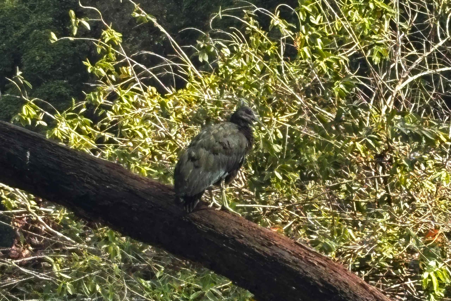 Tortuguero Mystical Silent Wildlife Waterway Tour