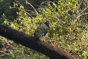 Tortuguero Mystical Silent Wildlife Waterway Tour
