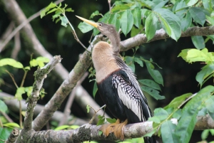 Tortuguero Mystical Silent Wildlife Waterway Tour