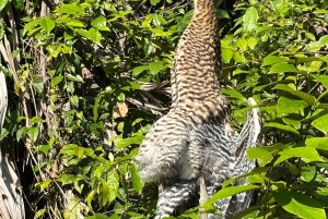 Tortuguero Mystical Silent Wildlife Waterway Tour
