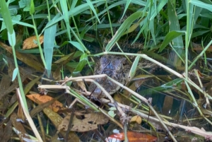 Tortuguero Mystical Silent Wildlife Waterway Tour