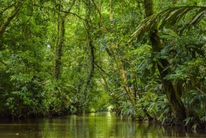 Tortuguero National Park: Best Things to Do in Tortuguero