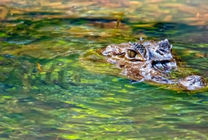 Tortuguero National Park: Best Things to Do in Tortuguero