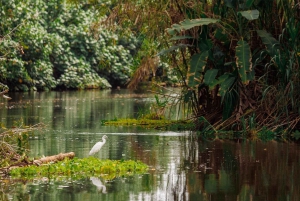 Tortuguero National Park: Best Things to Do in Tortuguero