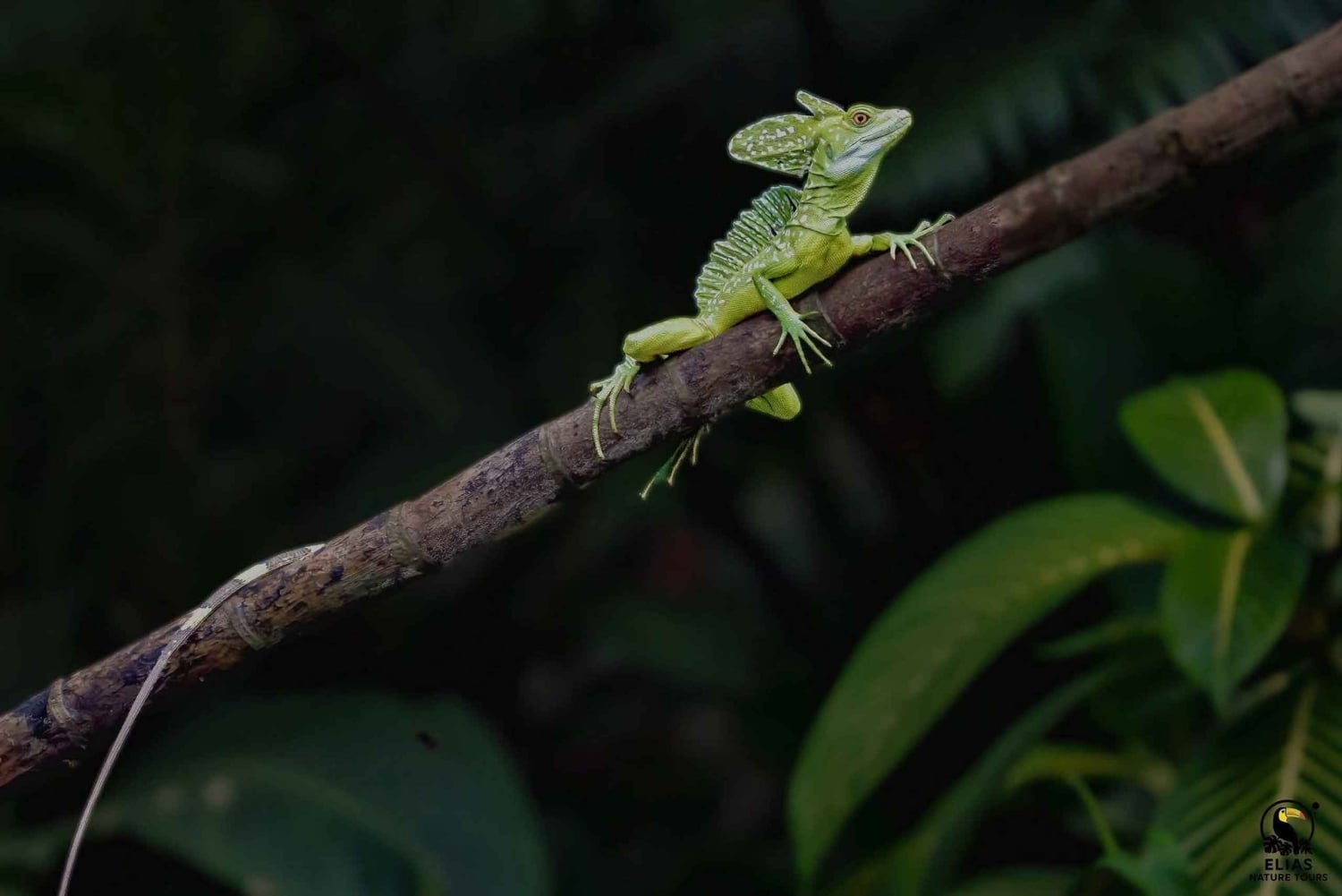 Parque Nacional de Tortuguero: passeio de canoa com motor elétrico