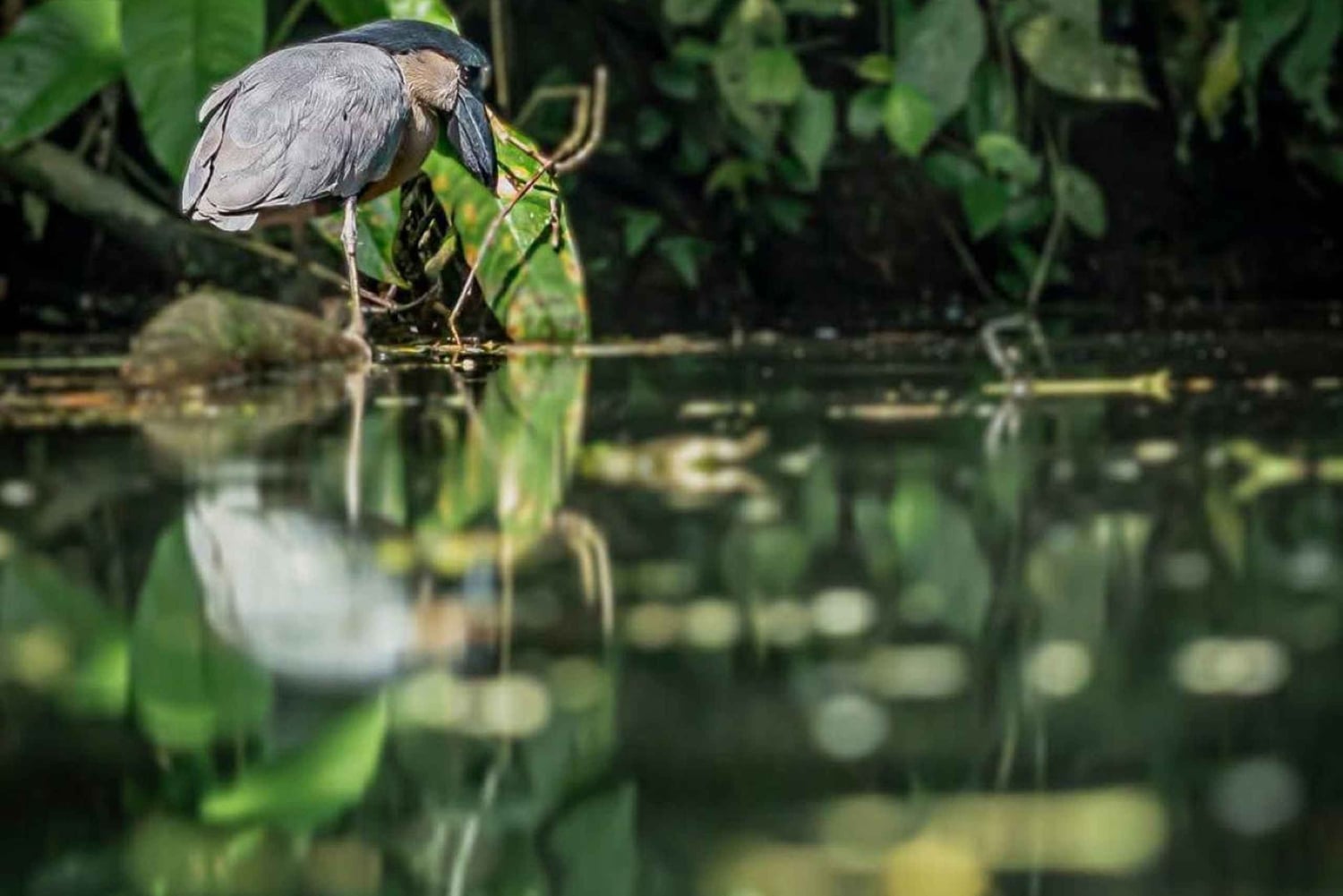 Parque Nacional de Tortuguero: passeio de canoa com motor elétrico