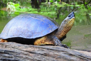 Parque Nacional de Tortuguero: passeio de canoa com motor elétrico