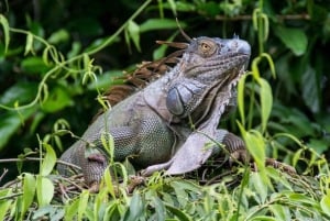Parque Nacional de Tortuguero: passeio de canoa com motor elétrico