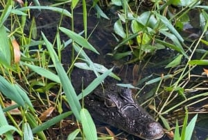 Parque Nacional de Tortuguero: passeio de canoa com motor elétrico
