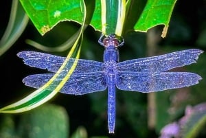 Tortuguero National Park Canoeing Tour