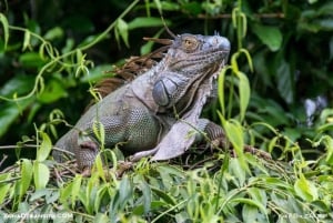Tortuguero National Park: Electric Boat Tour