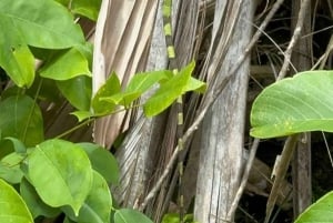 Tortuguero National Park: Electric Boat Tour