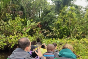 Tortuguero National Park: Electric Boat Tour