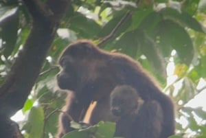 Tortuguero National Park: Jaguar Trail Day Walk Adventure