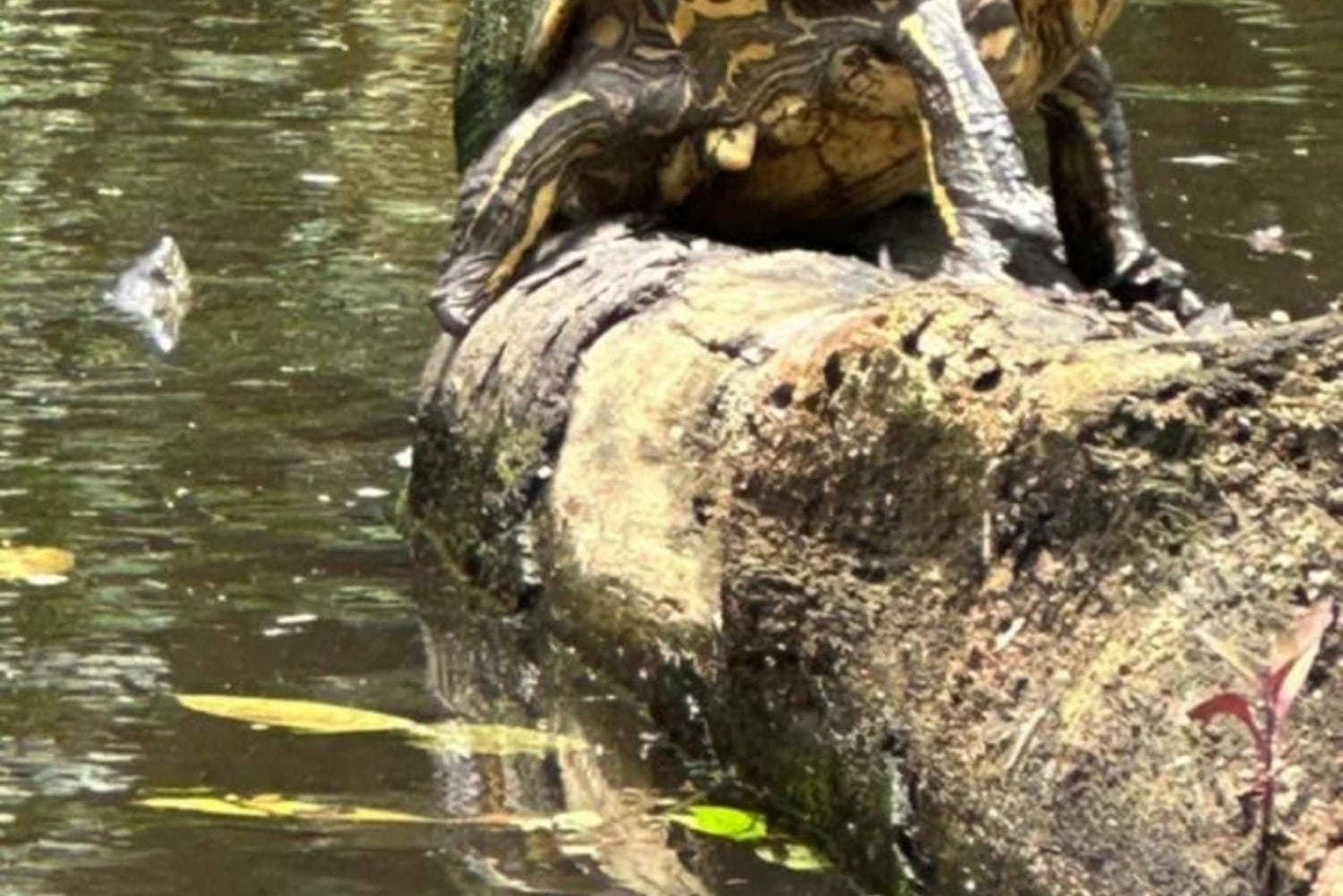 Tortuguero National Park: Kajaktur med guide